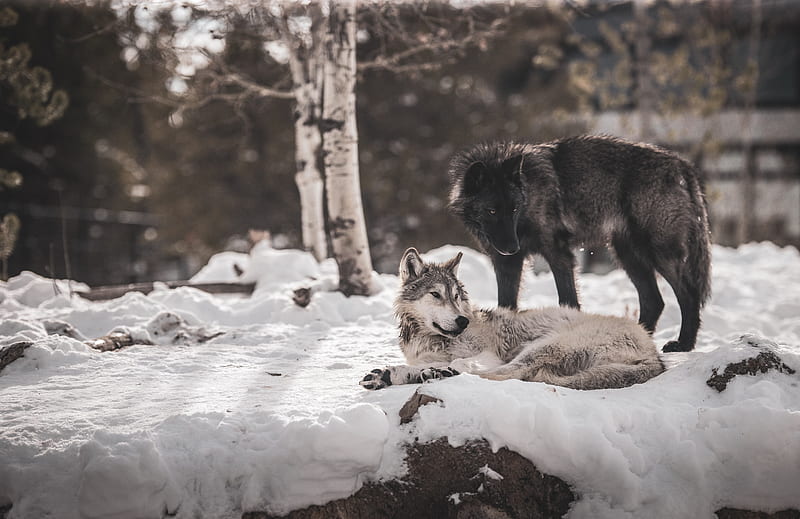 wolves, predators, friendship, snow, HD wallpaper