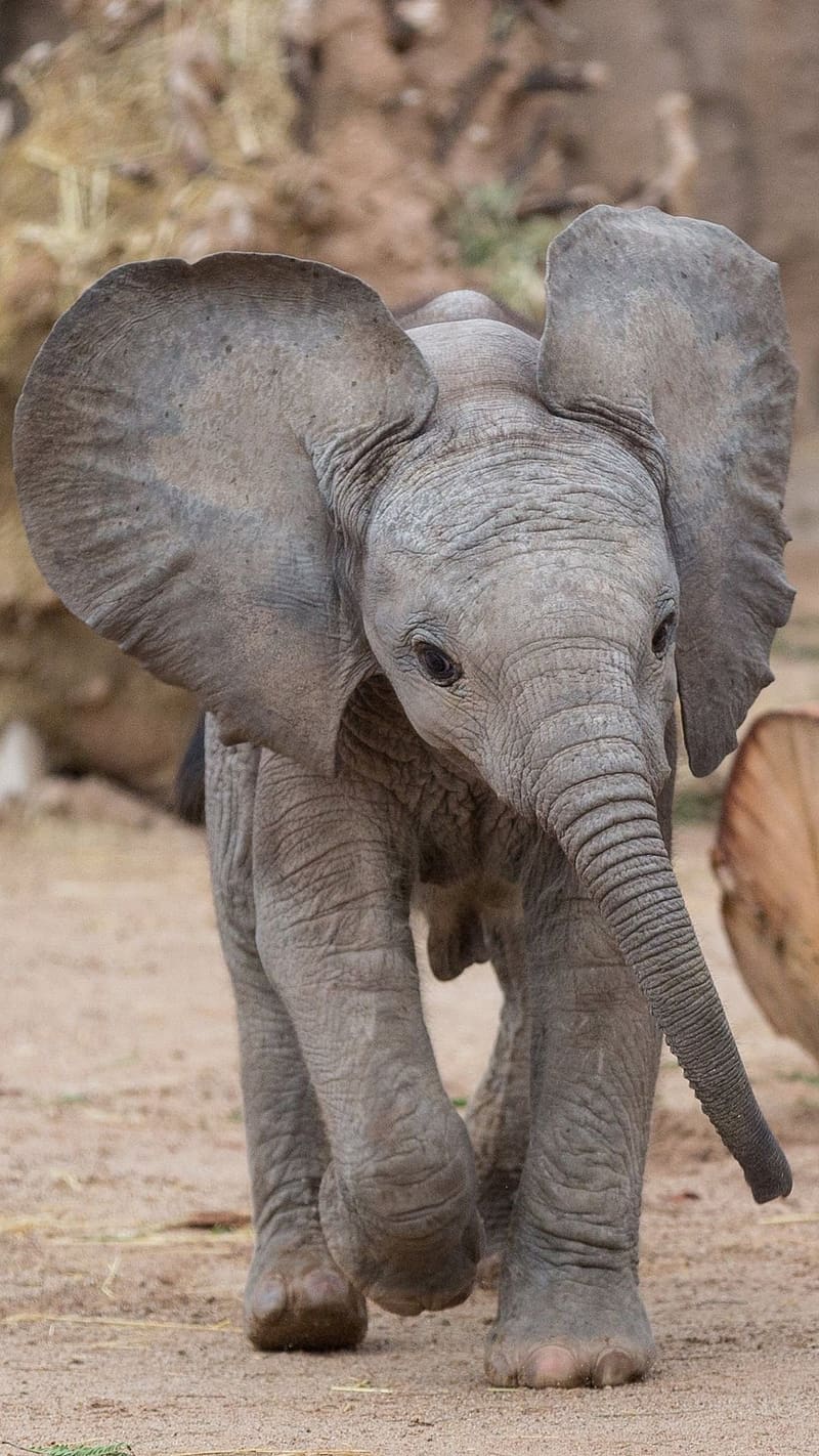 Cute Baby Animals, Baby Elephant Walking, animal, elephant, wild animals, HD phone wallpaper