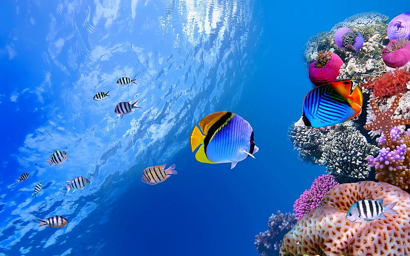 Coral & fish, underwater, habitats, orange, ecosystems, sea, coral fish, nature, pink, blue, HD wallpaper
