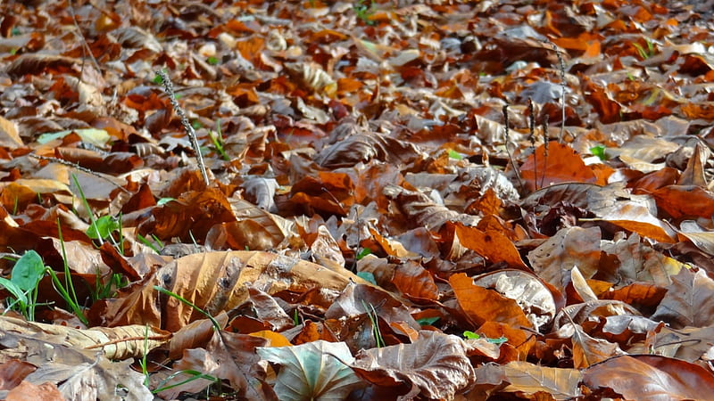 Fallen Leafes Autumn, fallen, leafes, 2013, forest, autumn, druffix, indian summer, HD wallpaper