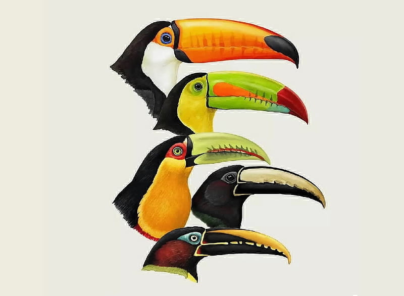 Tucans, Ornithology, South America, Birds, HD wallpaper