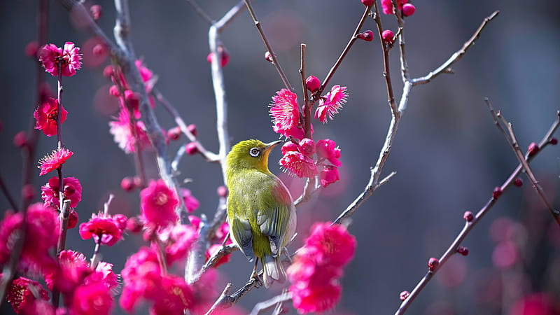 Small Japanese White-Eye Green Bird Is Sitting On Pink Flower Tree Branch Animals, HD wallpaper
