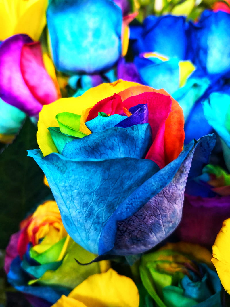 Flower Rose, all, flower, love, rainbow, rose, you, HD mobile wallpaper ...