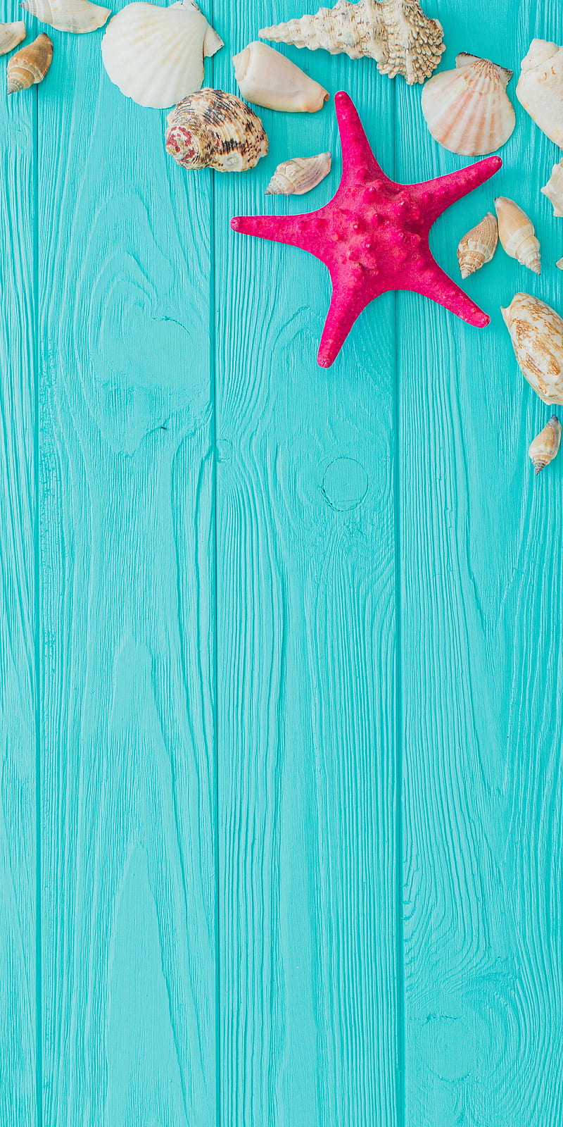 Starfish Seashells, blue, HD phone wallpaper