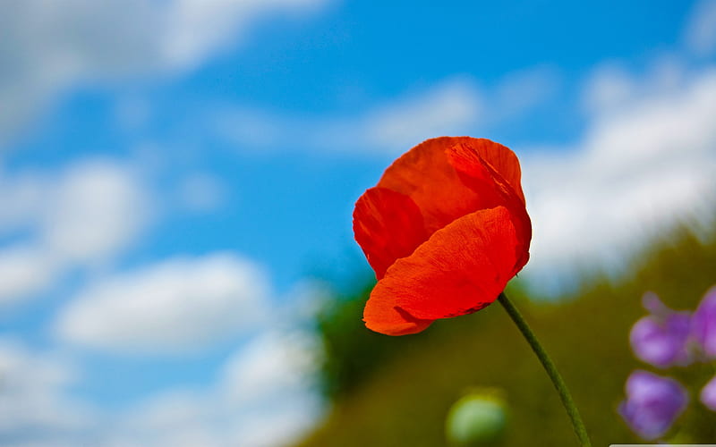a lone red poppy-Colorful-Flowers, HD wallpaper