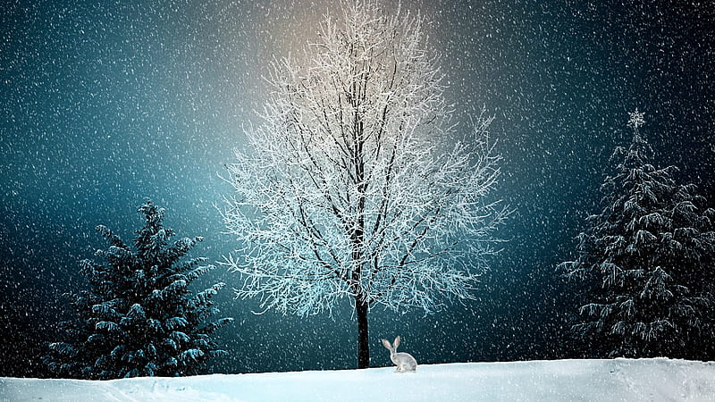 Winter Snow Tree , winter, snow, trees, HD wallpaper