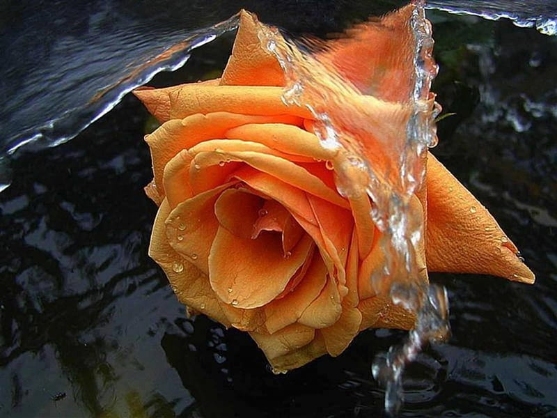 Orange rose in water, flower, water, rose, softness, HD wallpaper
