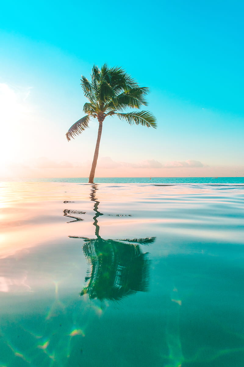 infinity pool in front coconut tree, HD phone wallpaper
