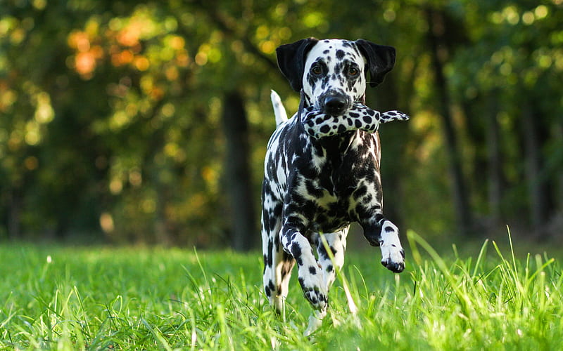 Dalmatian, running dog, lawn, domestic dog, dogs, cute animals, Dalmatian Dog, pets, HD wallpaper