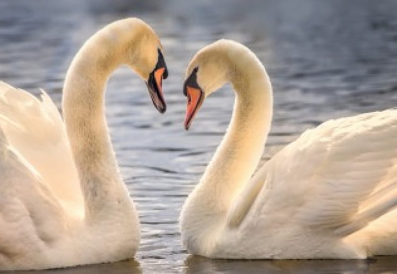 Swans, bird, river, white, swan, lake, HD wallpaper