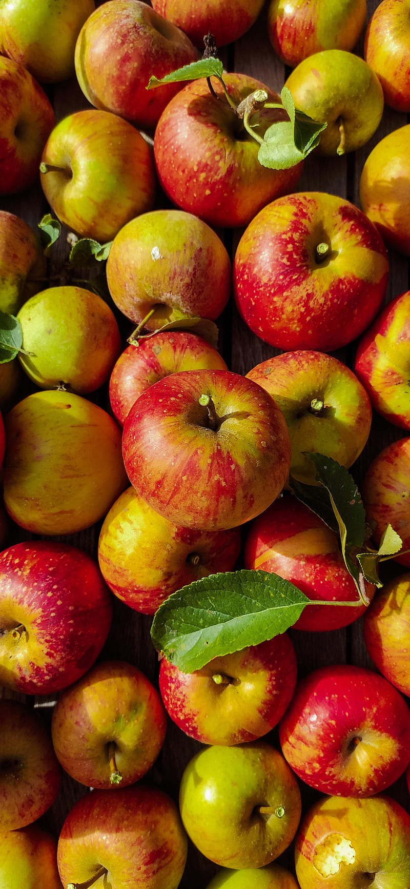 Apfel, apfelbaum, apple, cherries, foods, fruit, fruits, samsung, tree, HD phone wallpaper
