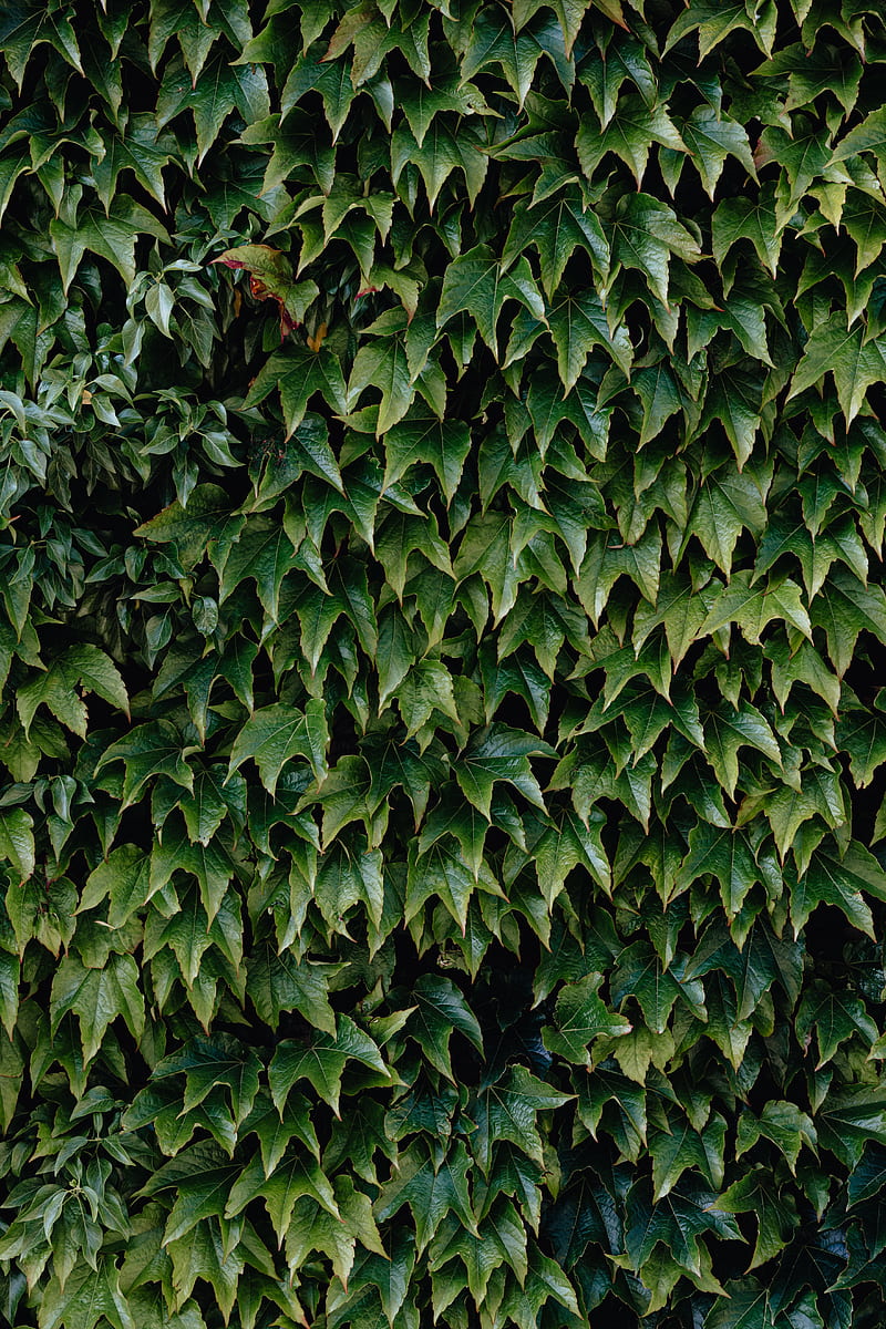 Green Leaves on Brown Soil, HD phone wallpaper