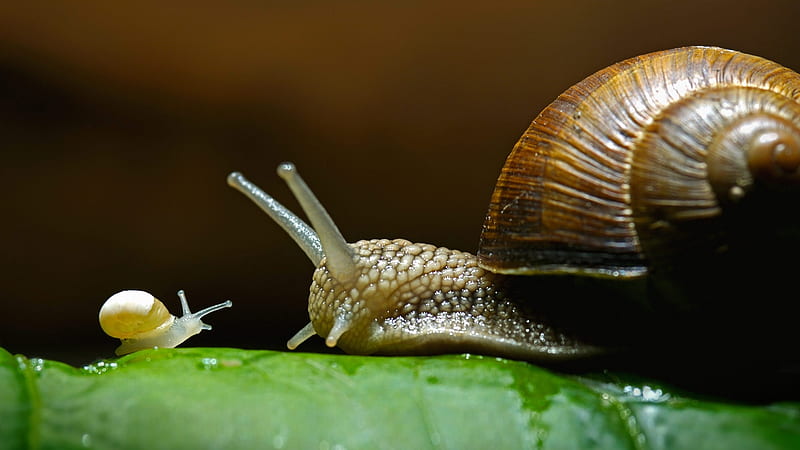:), little, melc, snail, cute, macro, nature, HD wallpaper