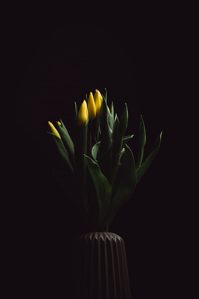 tulips, flowers, bouquet, vase, dark, HD phone wallpaper