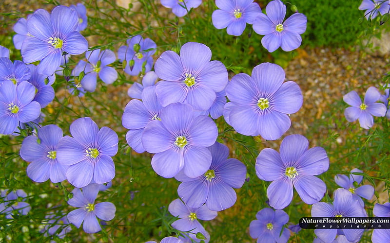 Blue Linum, grass, ground, green, large, flower, nature, petals, linum, blue, HD wallpaper