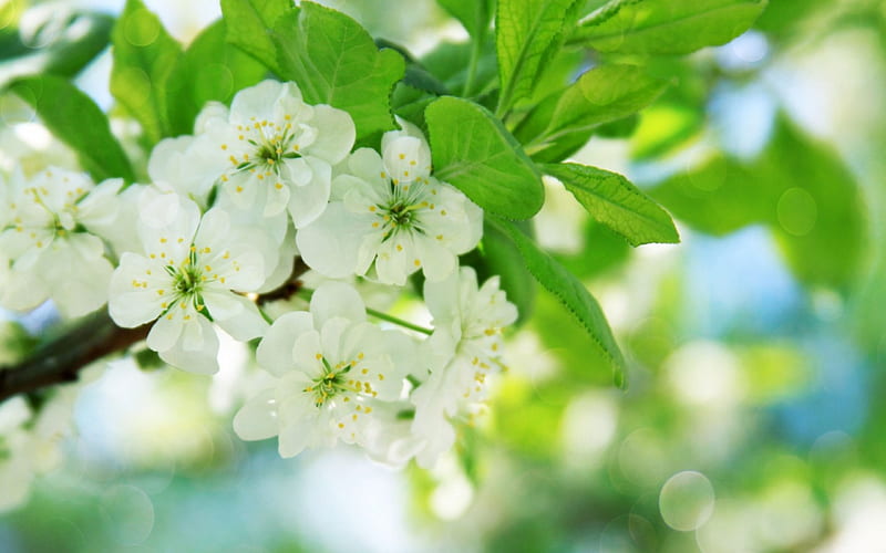 Pear Tree Flowers, blossom, pear, white flowers, flowers, nature, bonito, trees, HD wallpaper
