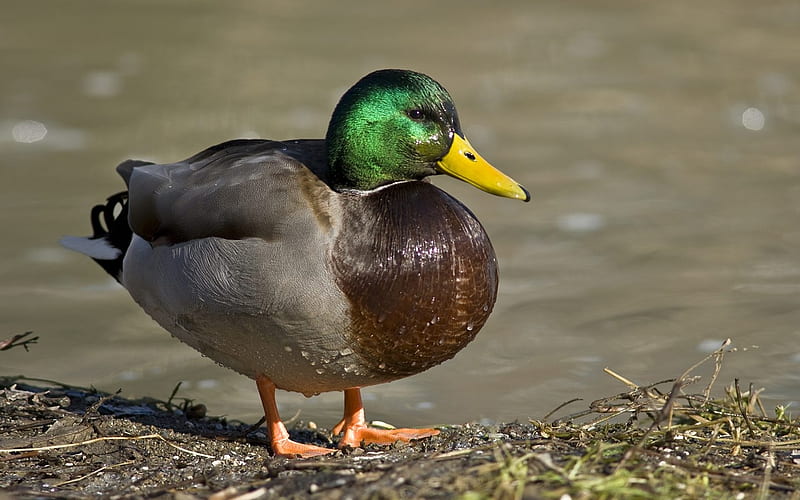 male mallard duck, mallard, birds, male, duck, HD wallpaper
