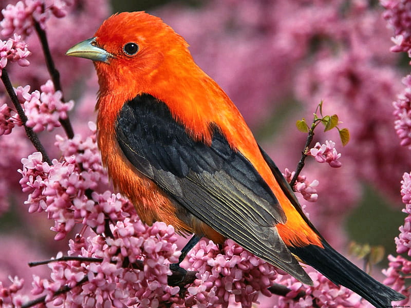 Scarlet Tanager FC beautiful, songbird, animal, graphy, bird, avian, wide screen, wildlife, Scarlet Tanager, HD wallpaper