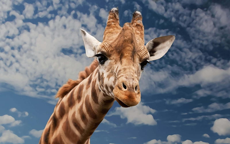 giraffe, sky, clouds, Africa, wildlife, HD wallpaper