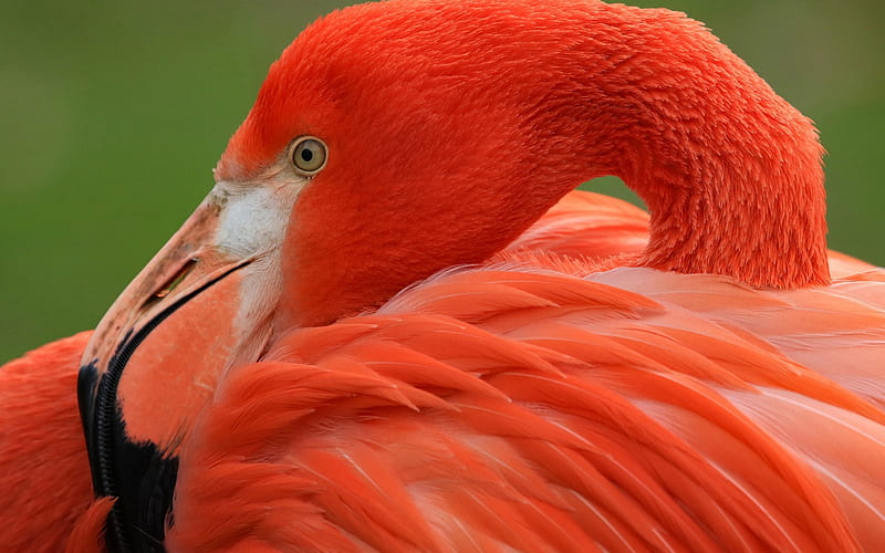 pink flamingo, beautiful pink bird, wild nature, Phoenicopterus, HD wallpaper