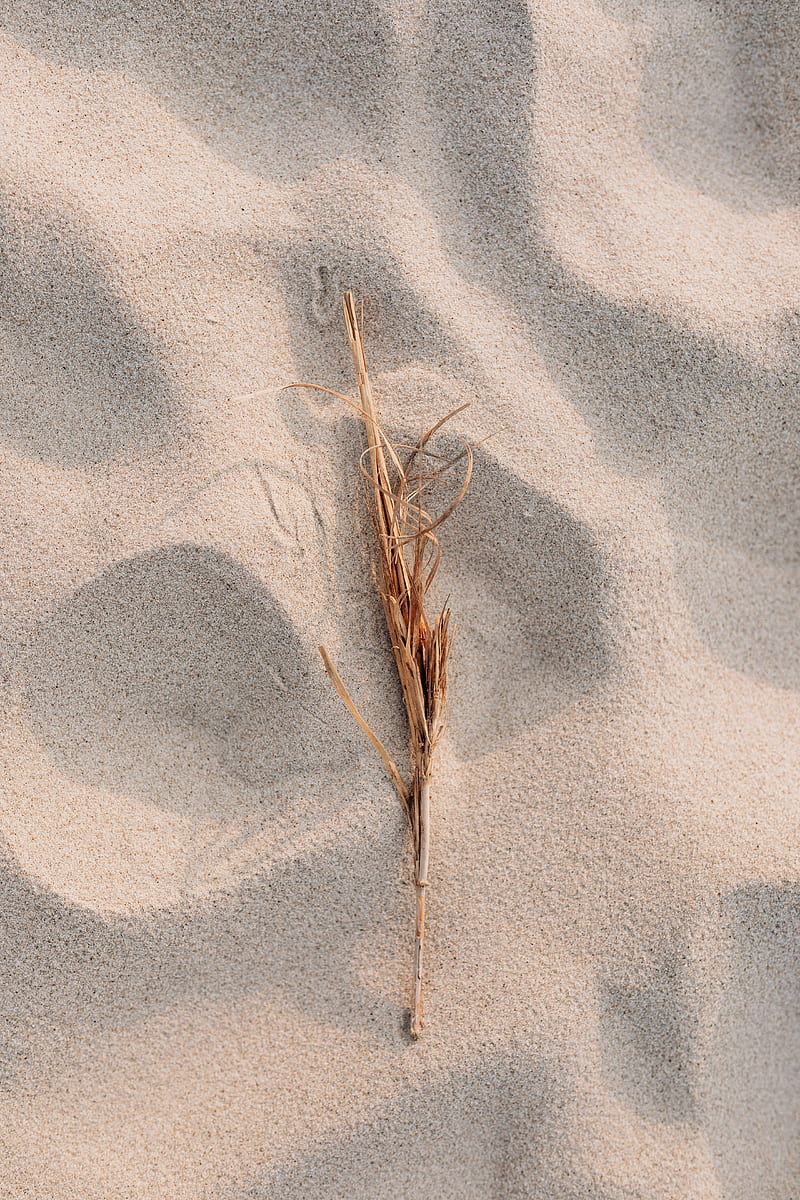 Brown Dried Leaf on White Sand, HD phone wallpaper