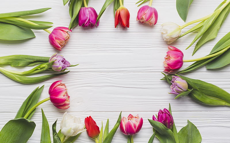 spring, tulips, spring flowers, frame of tulips, spring concepts, HD wallpaper
