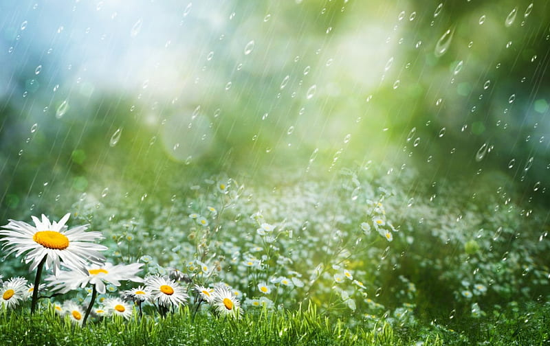 Summer Rain, daisies, bokeh, wet, summer, bonito, sunshine, rain, HD wallpaper