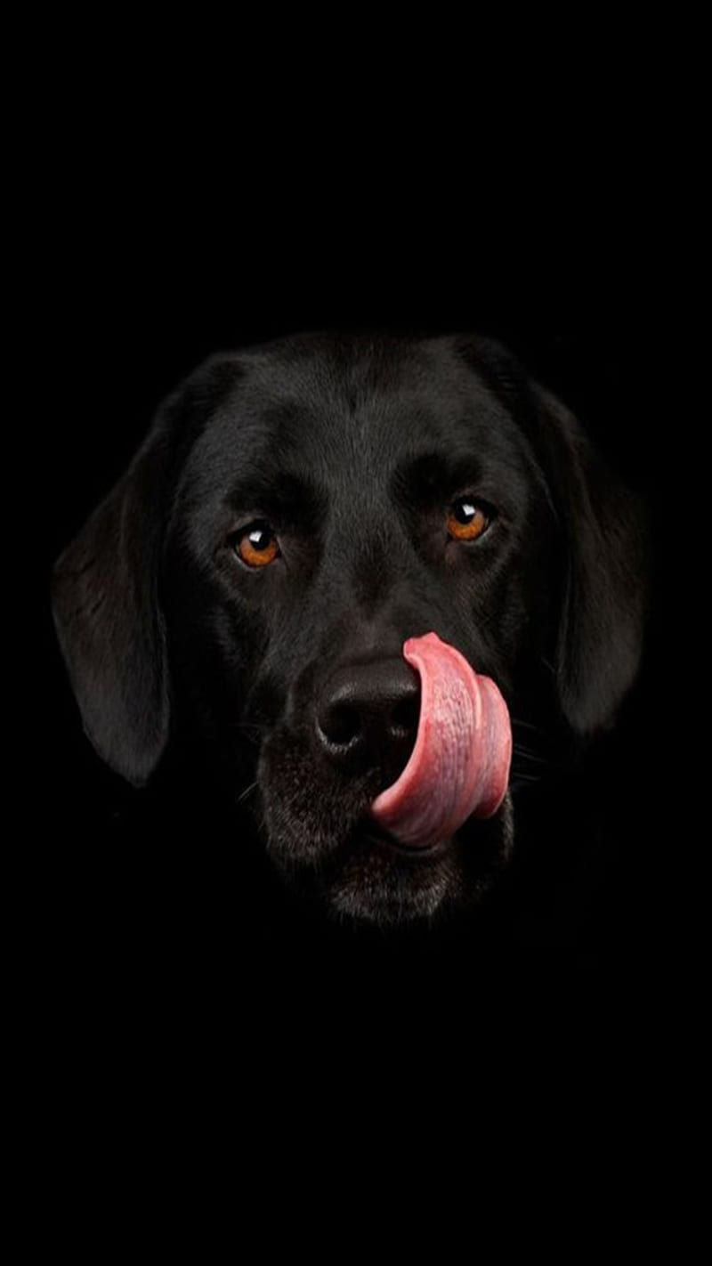 Black Dog, HD phone wallpaper | Peakpx