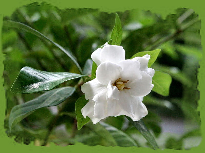 Small White Gardenia , graphy, fragrant, flower, gardenia, nature, floral, HD wallpaper