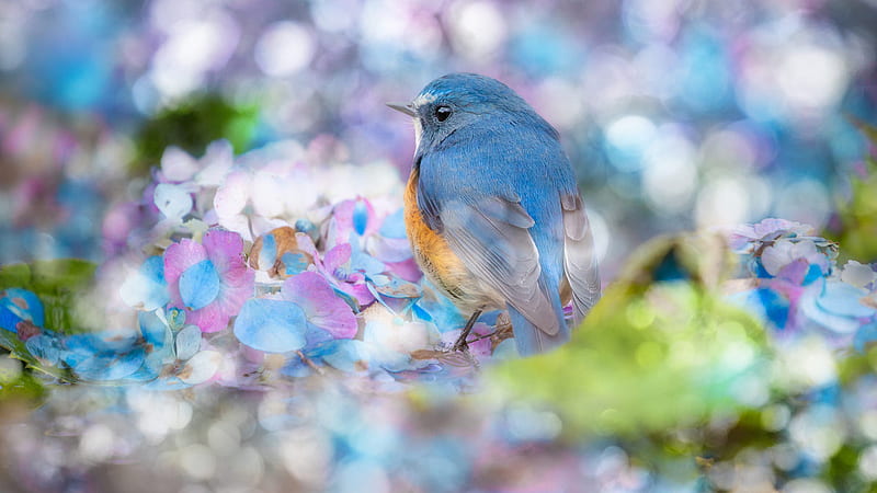 Bluebird Is Perching On Colourful Flowers With Blur Background Animals, HD wallpaper