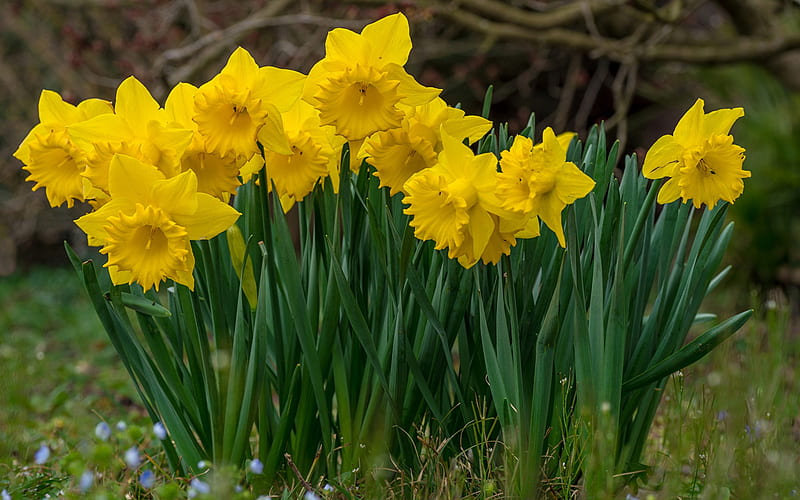 Narcisos amarillos, hierba verde, flores de primavera, narcisos, flores de  primavera amarillas, Fondo de pantalla HD | Peakpx
