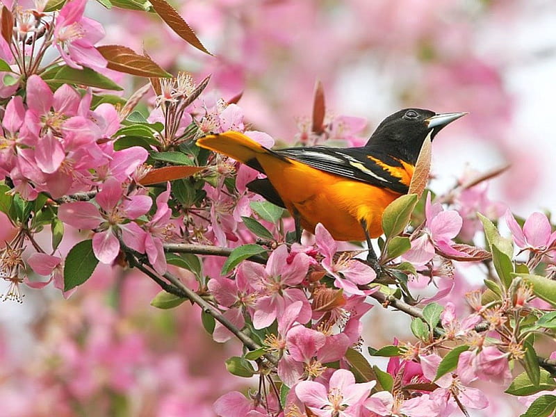 Spring song, bird, orange, black, blossoms, branches, HD wallpaper