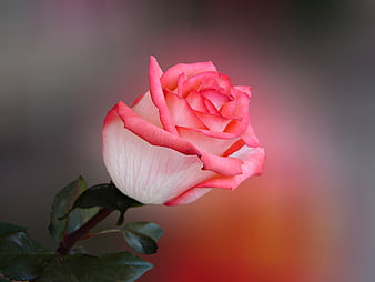 Love roses, alone, feelings, gift, heart, love, moments, rain, roses, time,  HD wallpaper