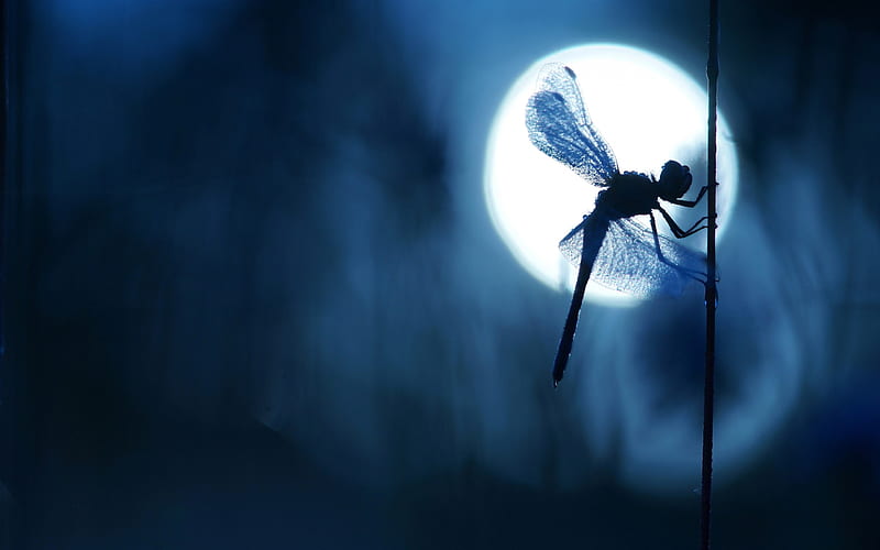 Dragonfly, moon, black, silhouette, moon, summer, insect, moonlight, white, blue, HD wallpaper