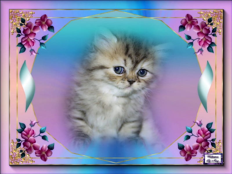 Fluffy Baby, kittens, flowers, cats, animals, HD wallpaper | Peakpx