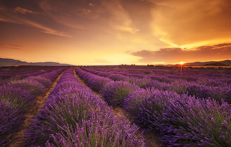 Purple Lavender Field, flowers, nature, lavender, sky, field, HD ...