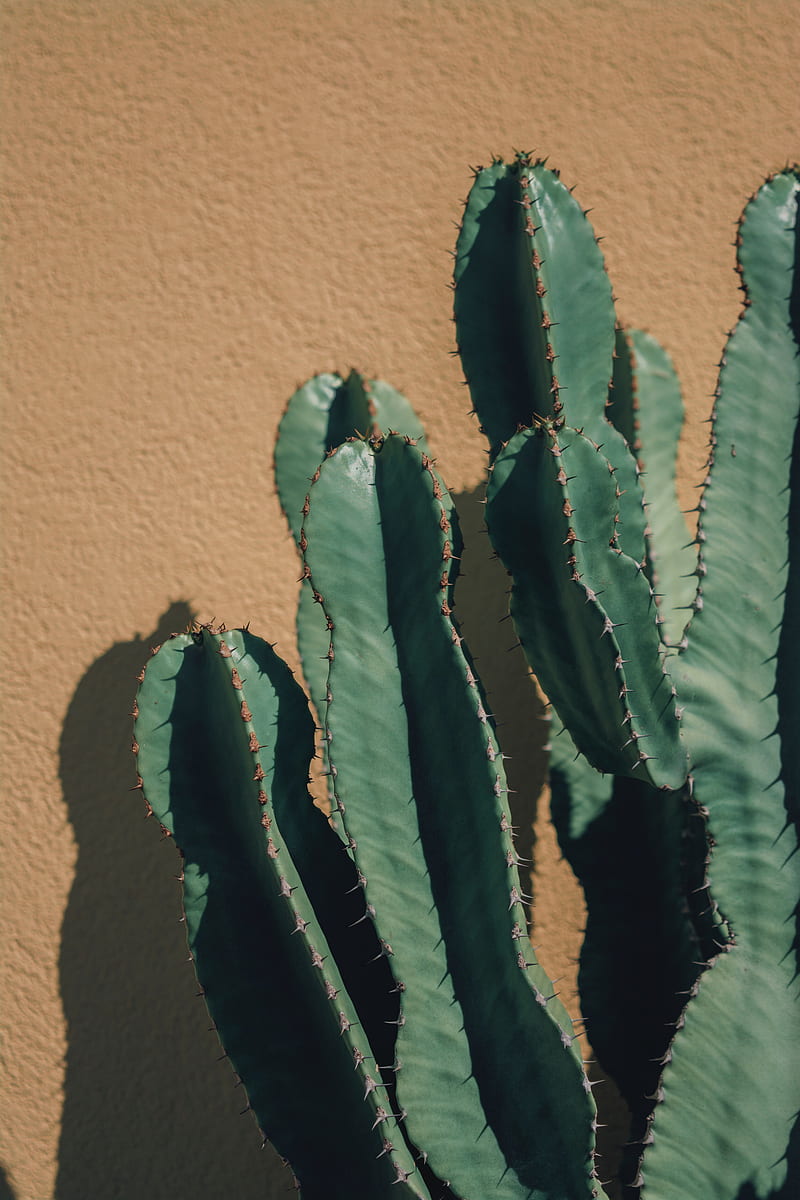 Cactus, thorns, plant, wall, HD phone wallpaper | Peakpx