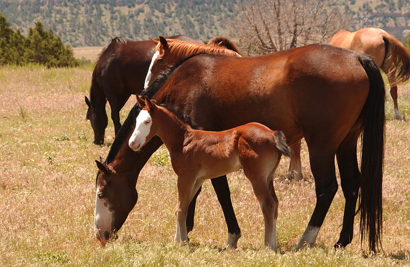 Herd of Horses, grass, paint horses, nature, brumby, baby horses, animals, wild horses, HD wallpaper