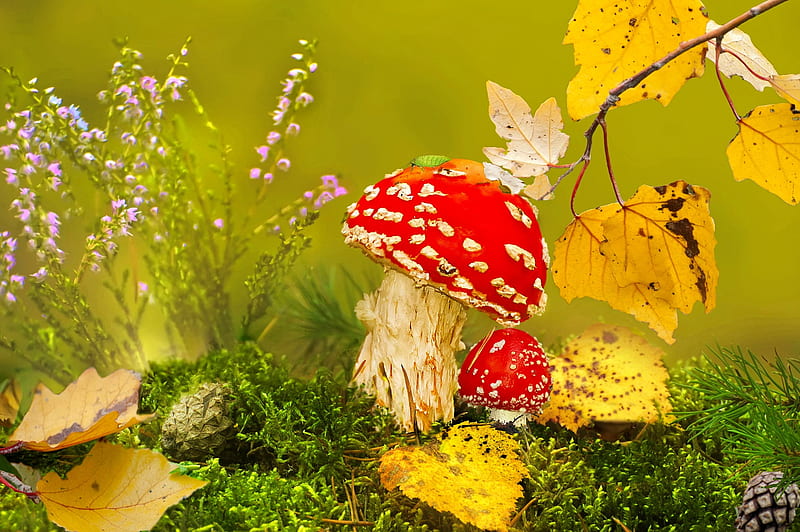 Autumn beauty, forest, pretty, autumn, leaves, grass, mushrooms, bonito, foliage, HD wallpaper