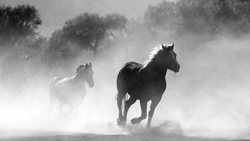 Horses Running Dust Monochrome, HD wallpaper