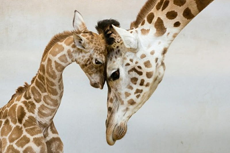 The Animalistic Luv, cute, giraffes, mother, baby, HD wallpaper