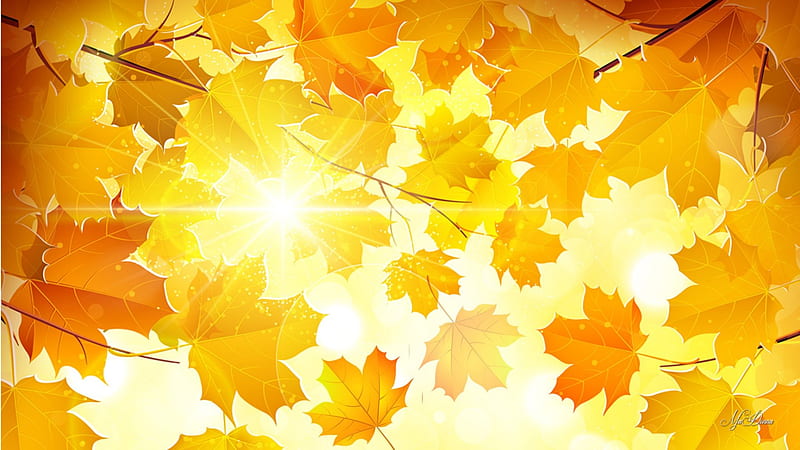 Sun Shines Through, fall, autumn, orange, maple, leaves, gold, bright, sunshine, morning, HD wallpaper
