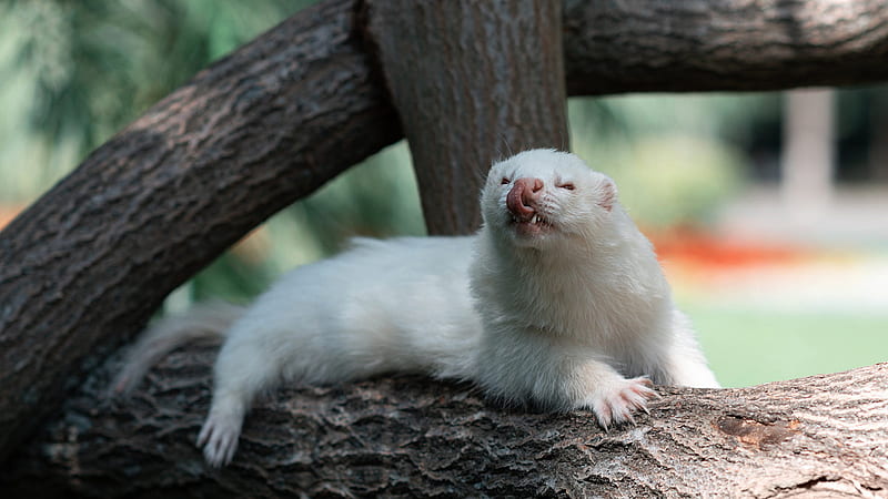 Cute White Ferret Is Sitting On Tree Trunk With Tongue Touching Nose Animals, HD wallpaper