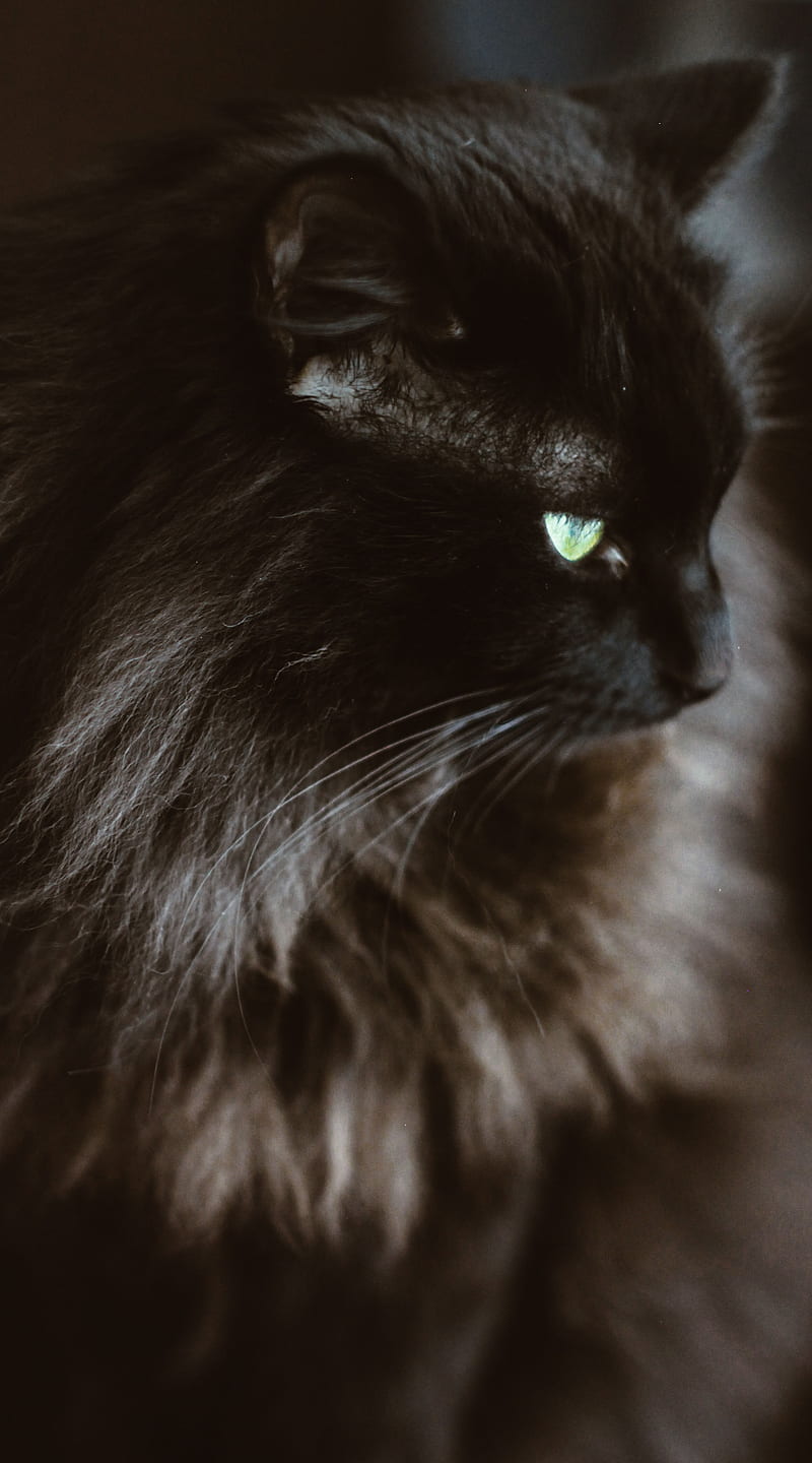 Meow Black , Meow, Tupac2x, aggressive, black, cat, cute, panther, HD phone wallpaper