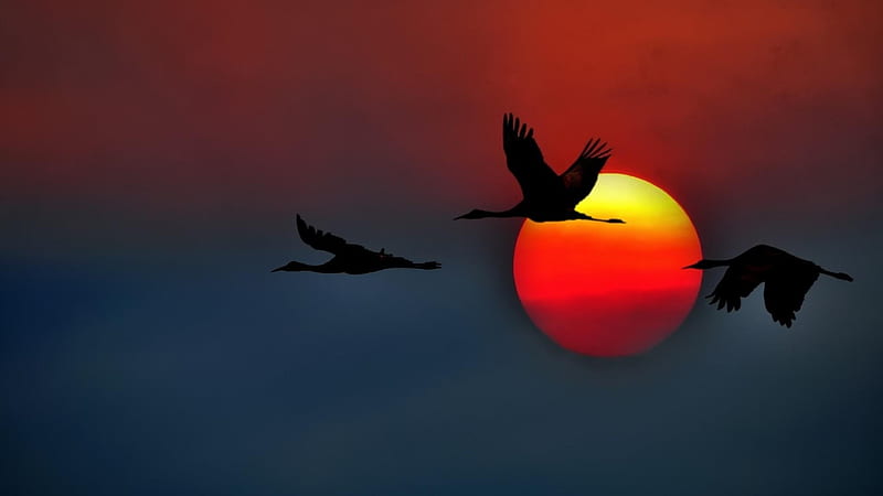 Crane Silhouette in the Sunset, flying, crane, birds, nature, sunset, silhouette, HD wallpaper