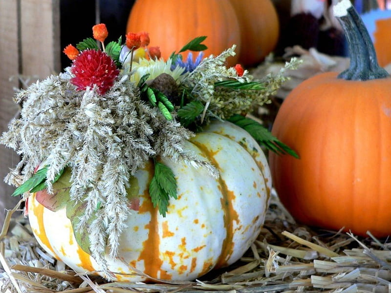 DECORATED PUMPKINS, fall season, autumn, halloween harvest time, barn, thanksgiving, macro, white pumpkin, pumpkins, HD wallpaper