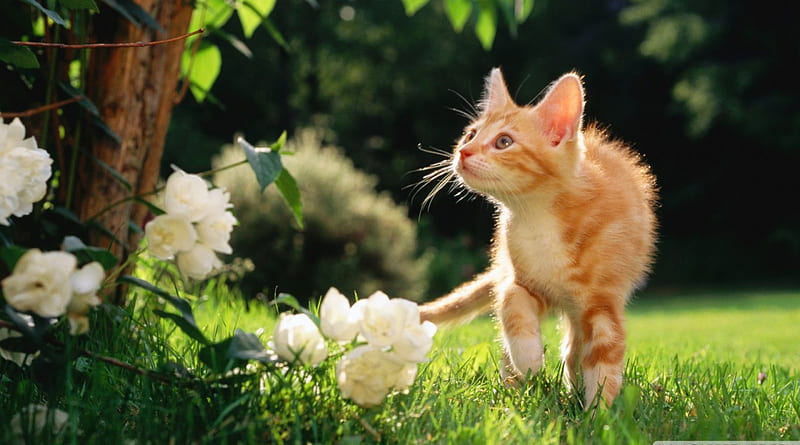 orange tabby kitten, flower, cat, kitten, ginger, HD wallpaper
