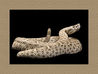 28691 Rattlesnake Images Stock Photos  Vectors  Shutterstock