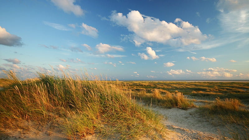 vast beach landscape, beach, sand, cloud, grass, HD wallpaper