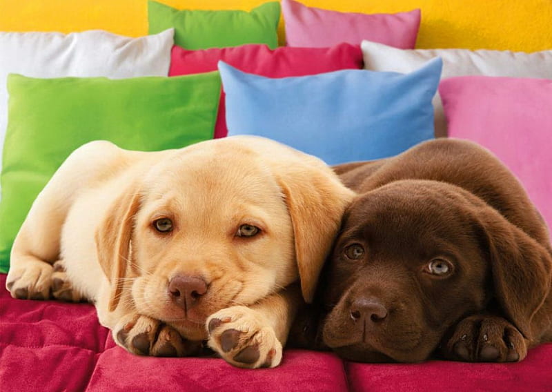 Comfortable place, pretty, colorfuil, lovely, place, bonito, bed, nice, puppies, lazy, room, pillows, comfortable, dogs, HD wallpaper